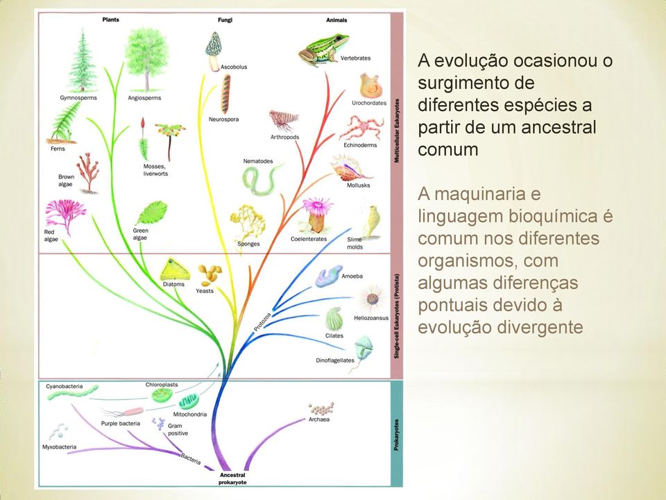 linguagem bioquímica é comum nos diferentes