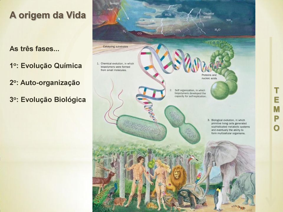 .. 1 o : Evolução Química 2