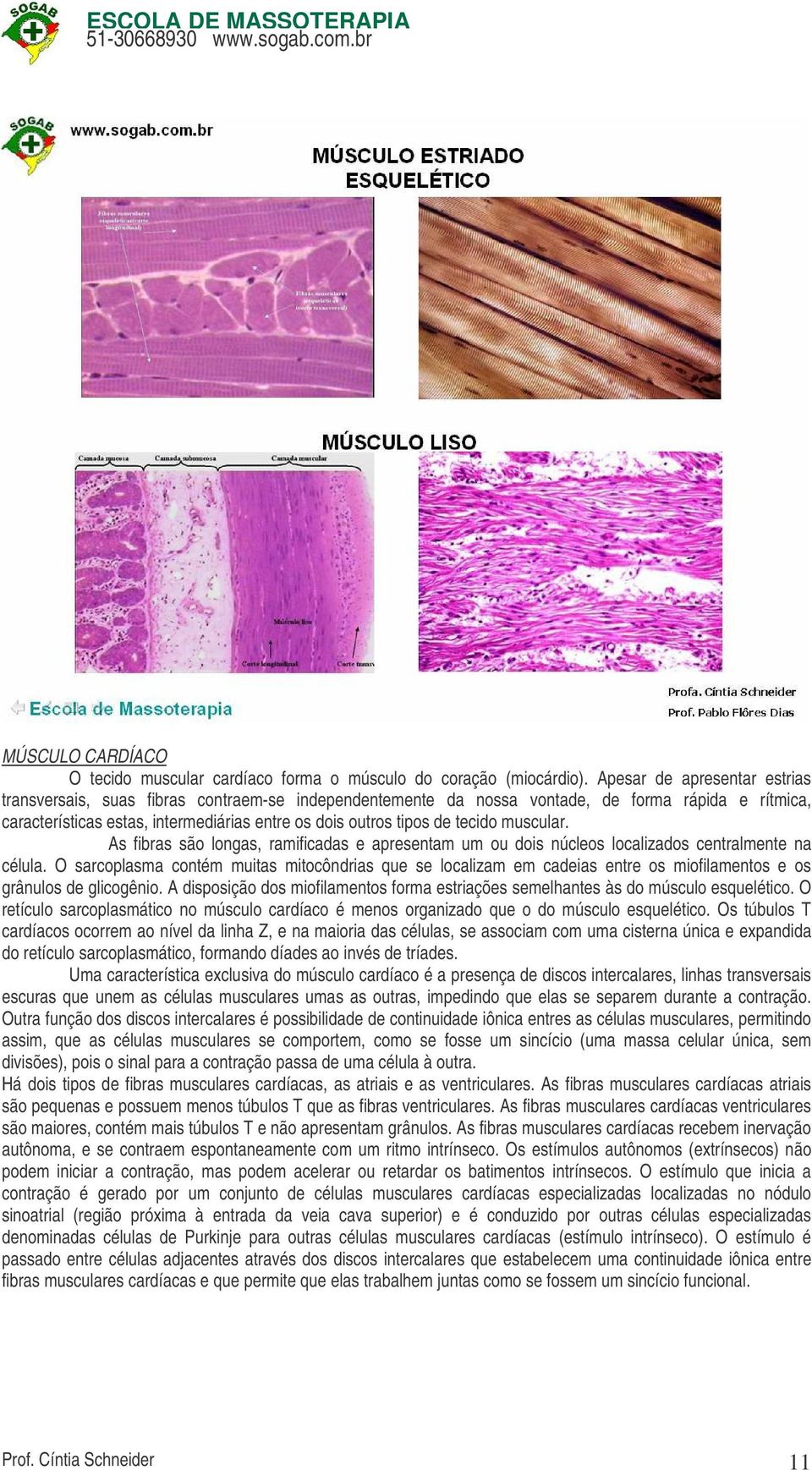 tecido muscular. As fibras são longas, ramificadas e apresentam um ou dois núcleos localizados centralmente na célula.