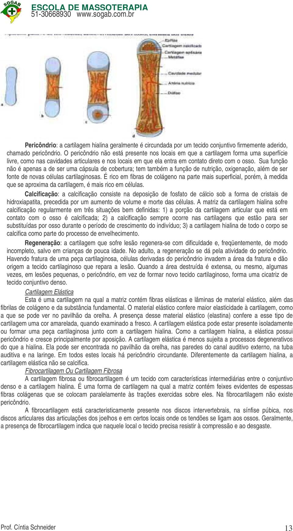 Sua função não é apenas a de ser uma cápsula de cobertura; tem também a função de nutrição, oxigenação, além de ser fonte de novas células cartilaginosas.