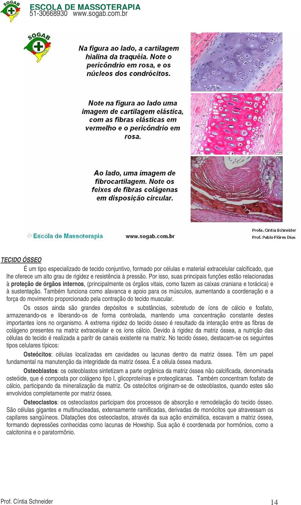 Também funciona como alavanca e apoio para os músculos, aumentando a coordenação e a força do movimento proporcionado pela contração do tecido muscular.