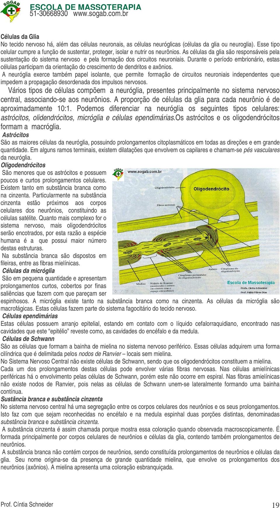 As células da glia são responsáveis pela sustentação do sistema nervoso e pela formação dos circuitos neuroniais.