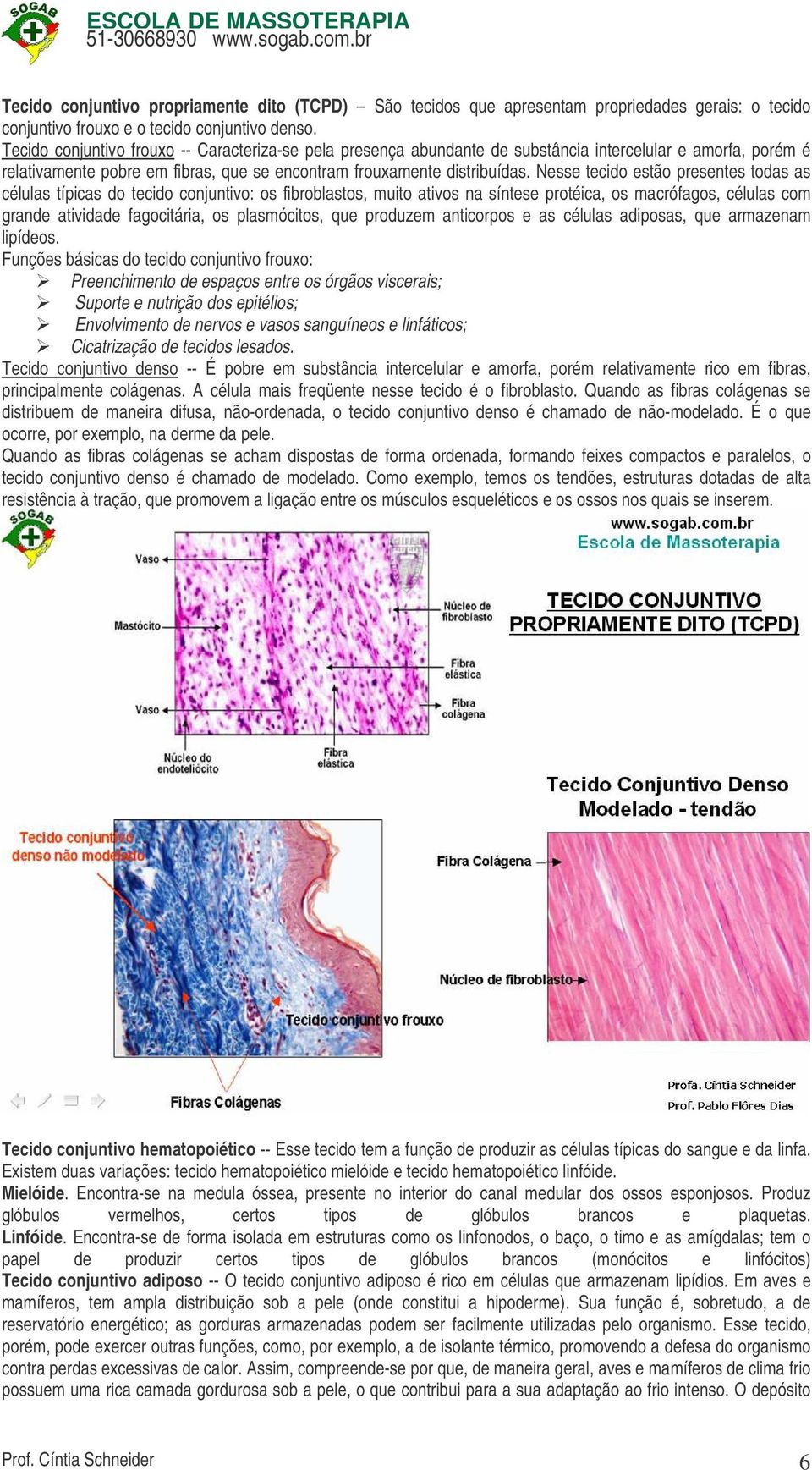 Nesse tecido estão presentes todas as células típicas do tecido conjuntivo: os fibroblastos, muito ativos na síntese protéica, os macrófagos, células com grande atividade fagocitária, os plasmócitos,