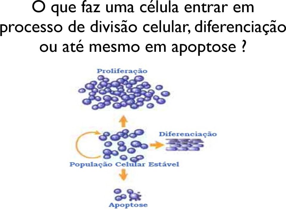 divisão celular,