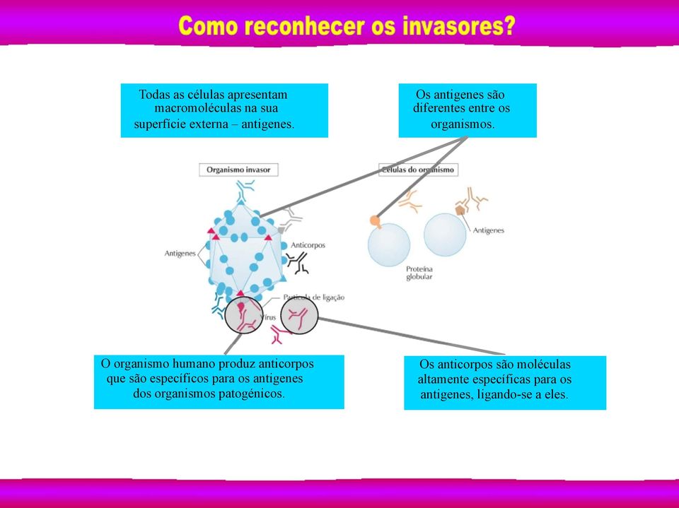 O organismo humano produz anticorpos que são específicos para os antigenes dos