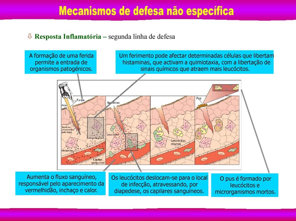 químicos que atraem mais leucócitos. Aumenta o fluxo sanguíneo, responsável pelo aparecimento da vermelhidão, inchaço e calor.