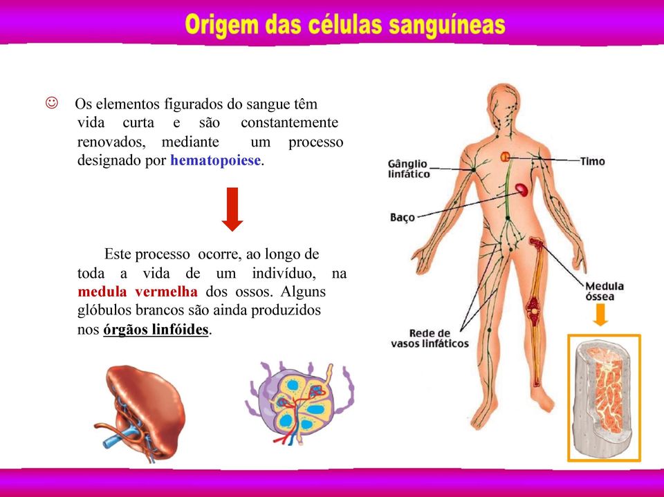 Este processo ocorre, ao longo de toda a vida de um indivíduo, na medula