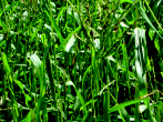 As sementes são liberados ao ambiente assim que se tornam maduros. Fig. 37. Plantas de teosinto ou dente de burro. Fotos: Renato S. Fontaneli.