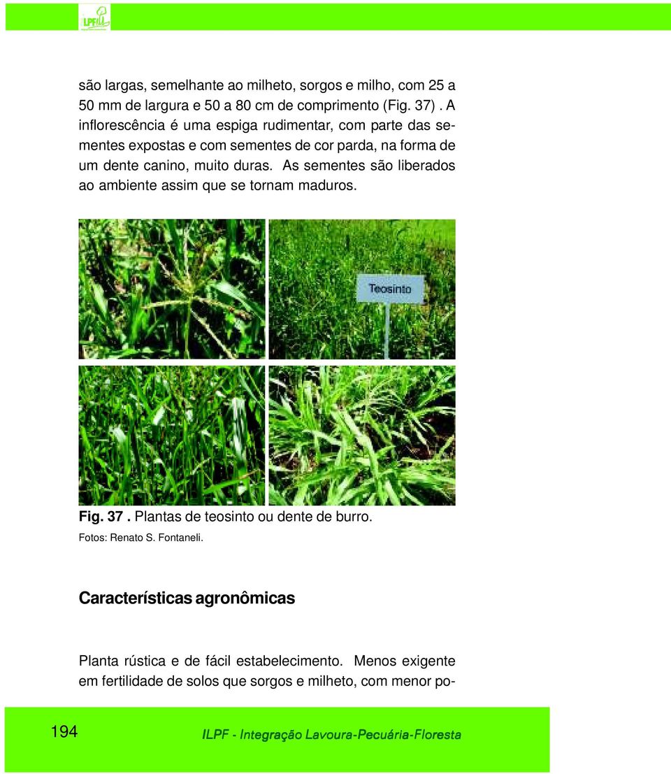 As sementes são liberados ao ambiente assim que se tornam maduros. Fig. 37. Plantas de teosinto ou dente de burro. Fotos: Renato S. Fontaneli.