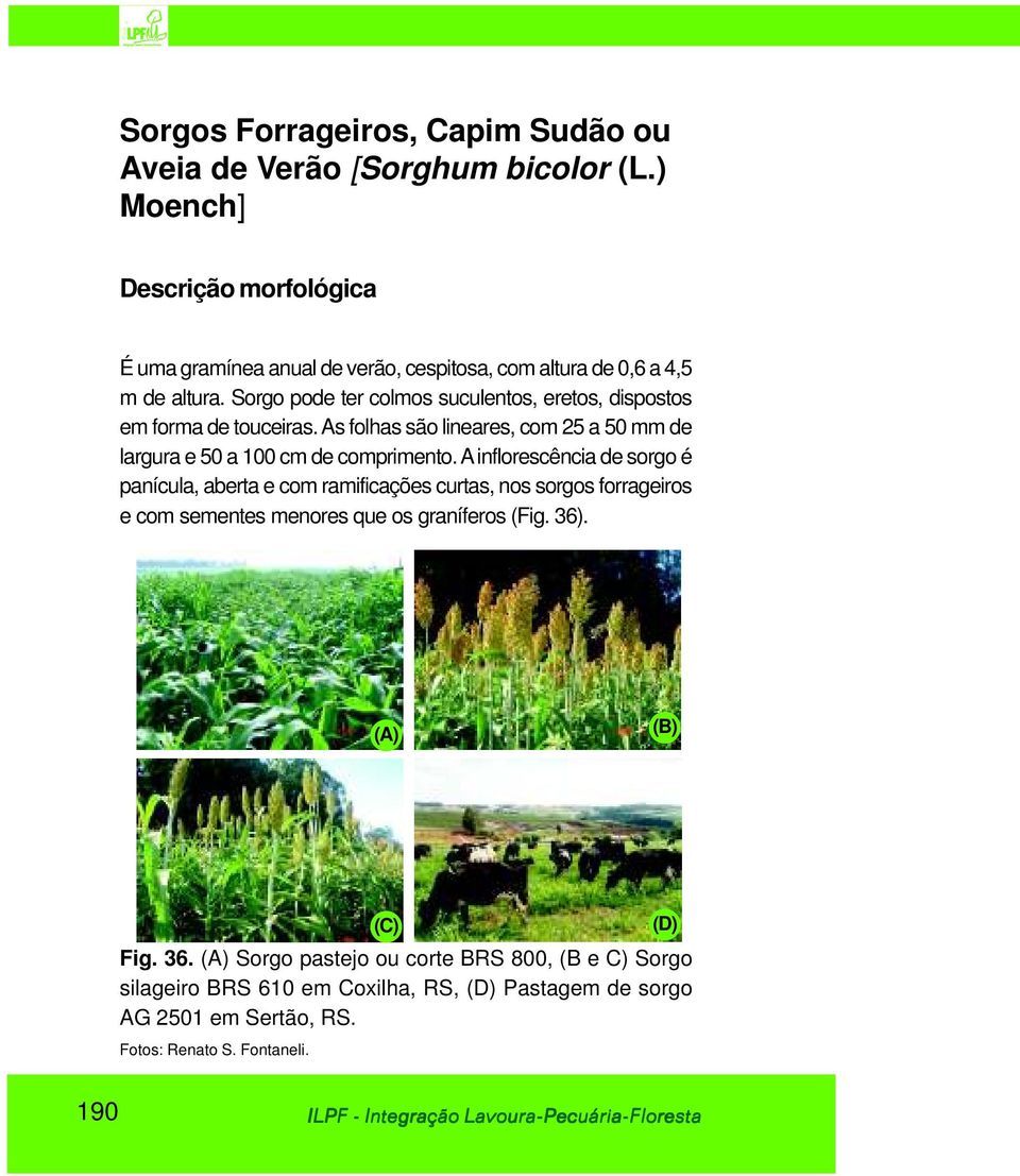 Sorgo pode ter colmos suculentos, eretos, dispostos em forma de touceiras. As folhas são lineares, com 25 a 50 mm de largura e 50 a 100 cm de comprimento.