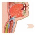 Deglutição Na faringe a epiglote tapa o acesso às