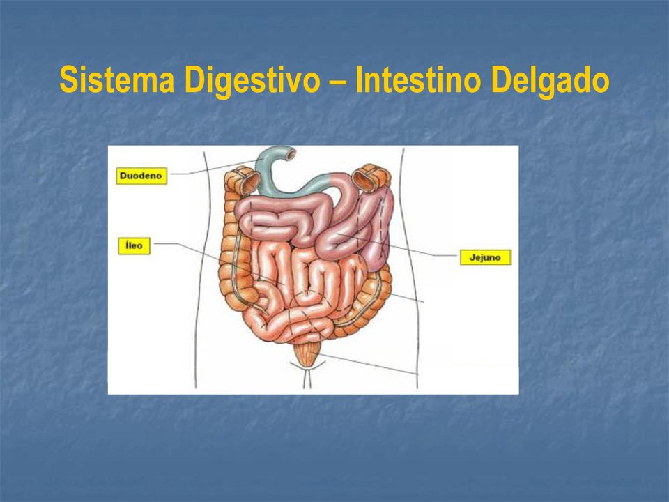 Intestino