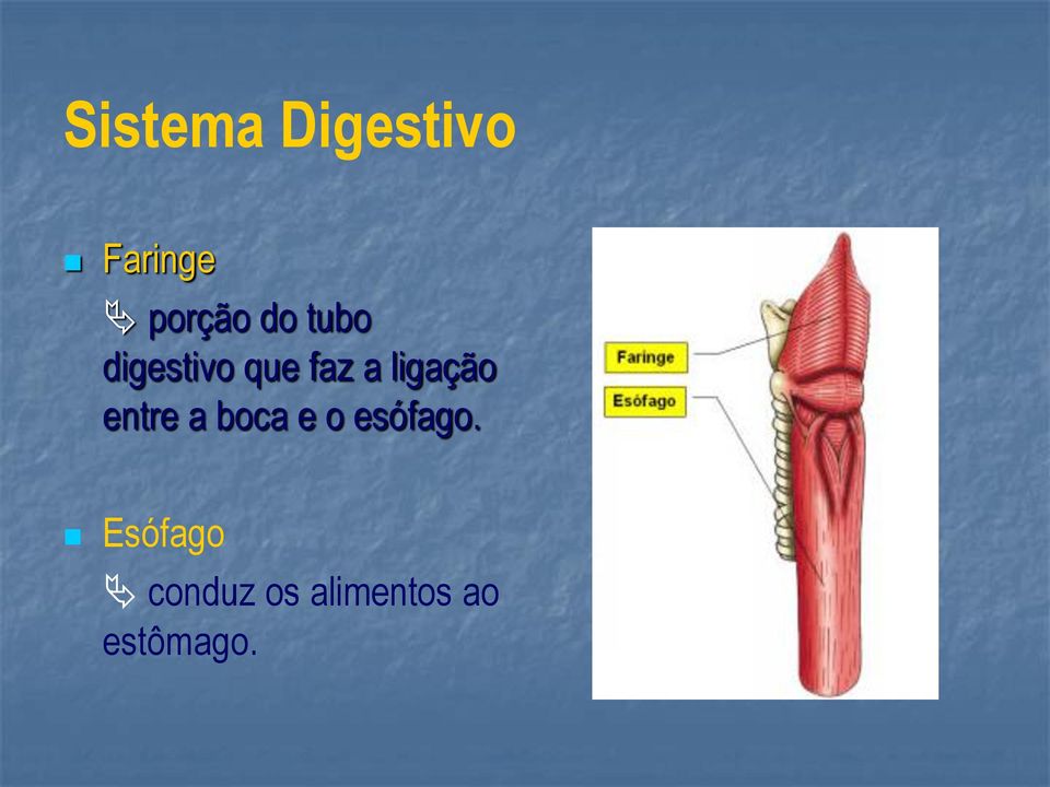 ligação entre a boca e o esófago.