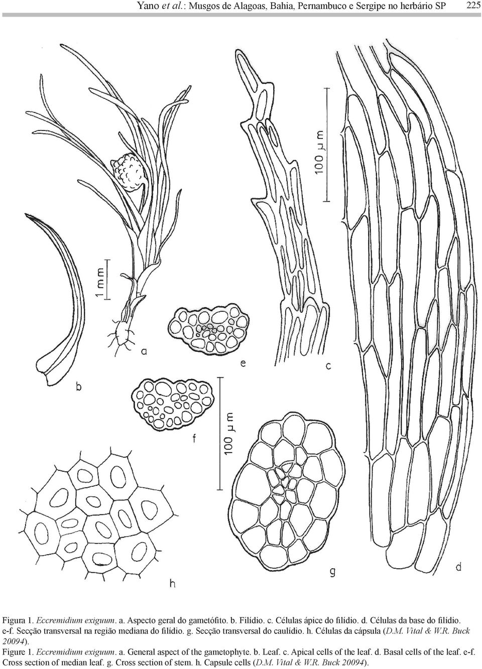 Secção transversal do caulídio. h. Células da cápsula (D.M. Vital & W.R. Buck 20094). Figure 1. Eccremidium exiguum. a.