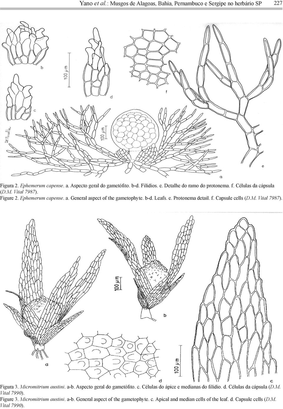 Micromitrium austini. a-b. Aspecto geral do gametófito. c. Células do ápice e medianas do filídio. d. Células da cápsula (D.M. Vital 7990). Figure 3.