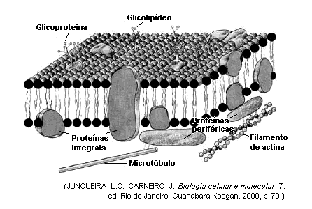 6. (UFMS 2006) Alguns pedaços de uma batata foram colocados em uma solução A e outros pedaços da mesma batata foram colocados em uma solução B.