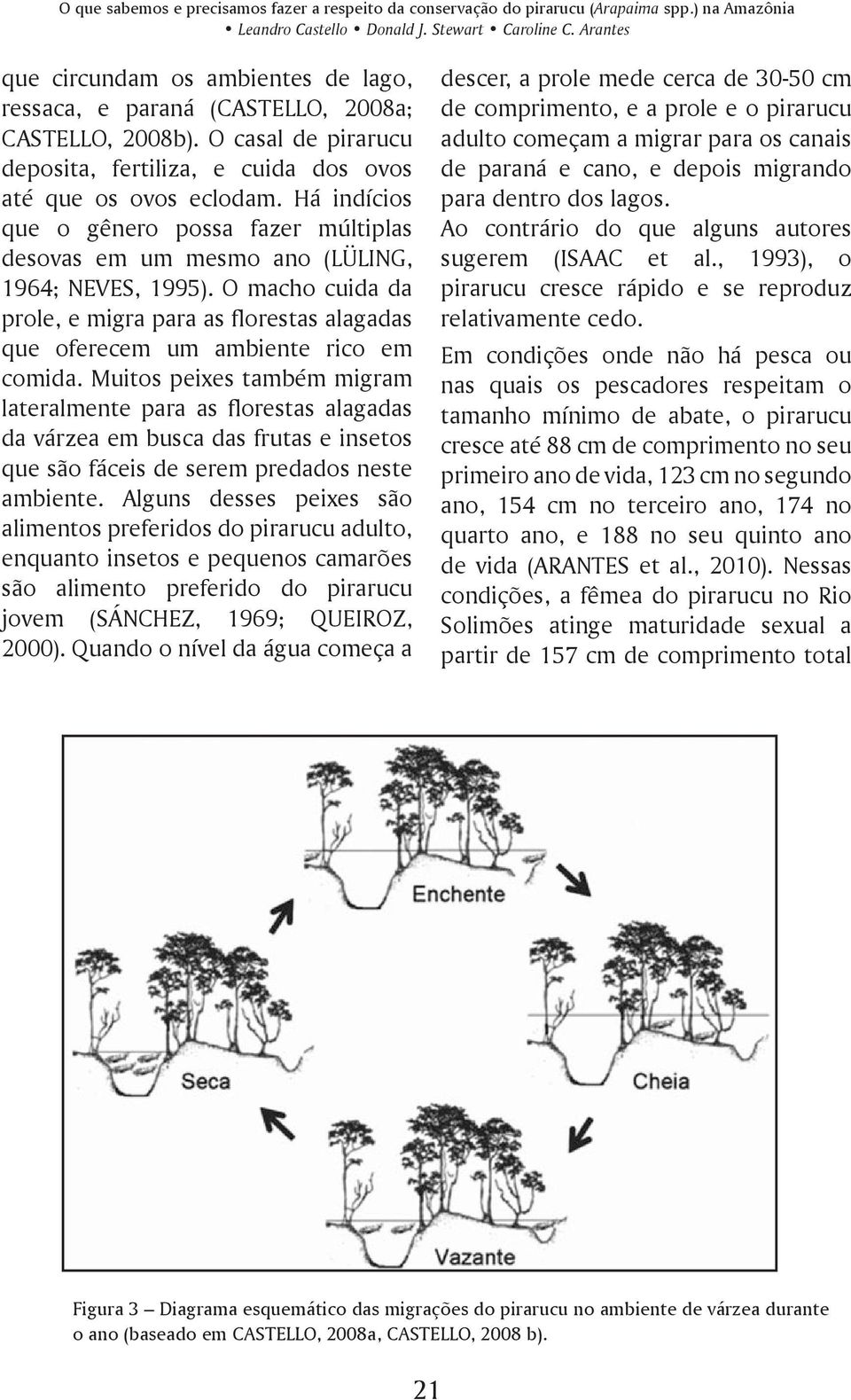 Há indícios que o gênero possa fazer múltiplas desovas em um mesmo ano (LÜLING, 1964; NEVES, 1995). O macho cuida da prole, e migra para as florestas alagadas que oferecem um ambiente rico em comida.
