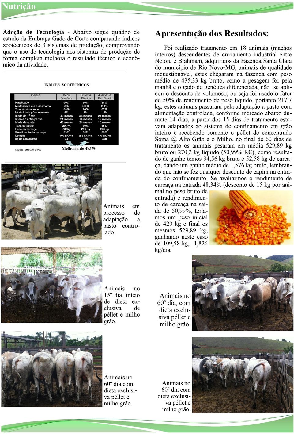 60º dia com Apresentação dos Resultados: Foi realizado tratamento em 18 animais (machos inteiros) descendentes de cruzamento industrial entre Nelore e Brahmam, adquiridos da Fazenda Santa Clara do