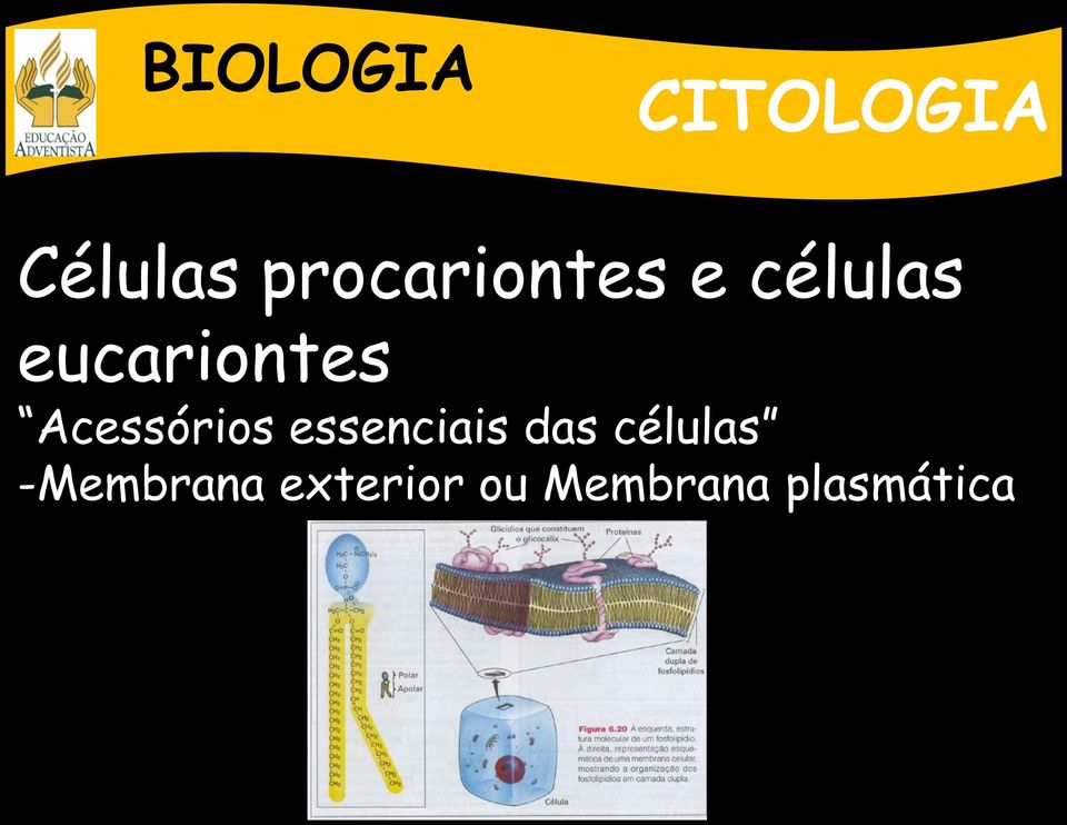 Acessórios essenciais das