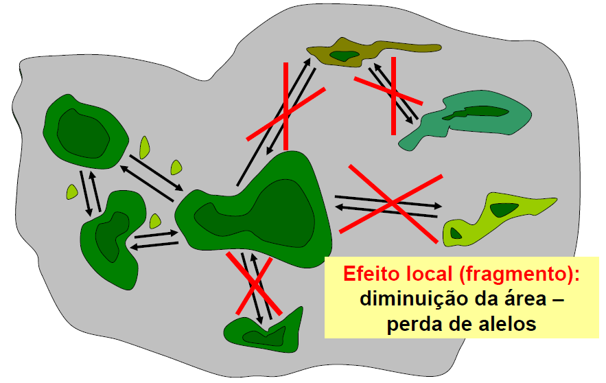 Efeito na paisagem: aumento de borda, diminuição da