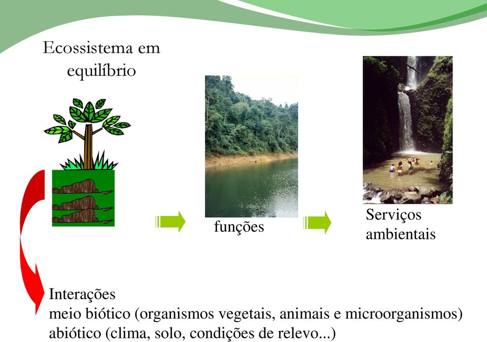 (organismos vegetais, animais e