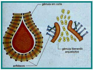 Exercício 5 Em relação ao desenho que segue, pergunta-se: a) O que são arqueócitos (gemulação)?