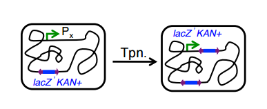 E. coli RC5096 Papillation Assay Ele codifica um