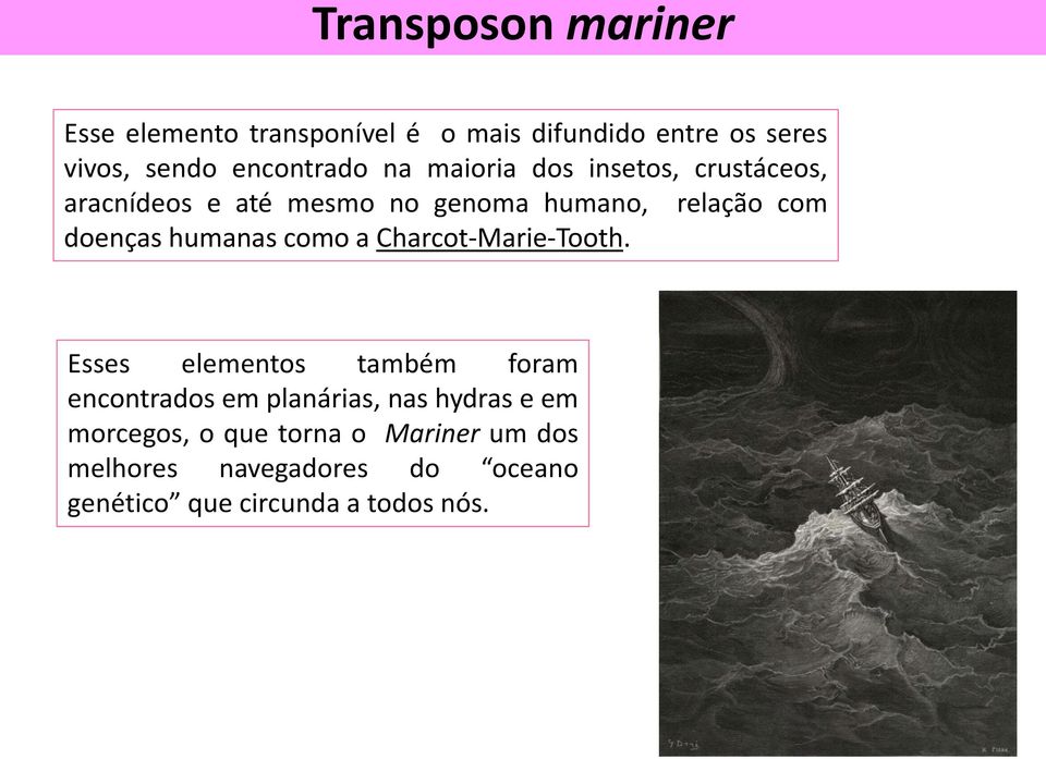 doenças humanas como a Charcot-Marie-Tooth.