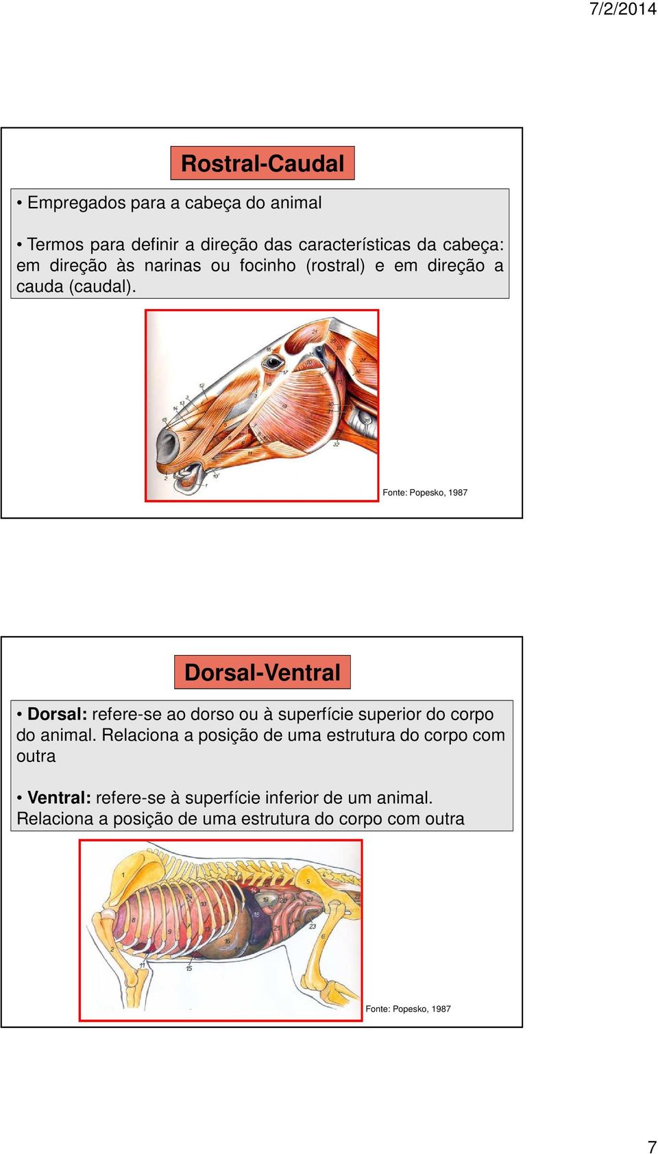 Fonte: Popesko, 1987 Dorsal-Ventral Dorsal: refere-se ao dorso ou à superfície superior do corpo do animal.