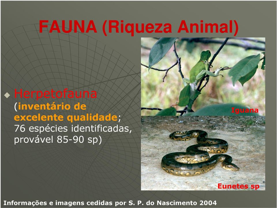 identificadas, provável 85-90 sp) Iguana