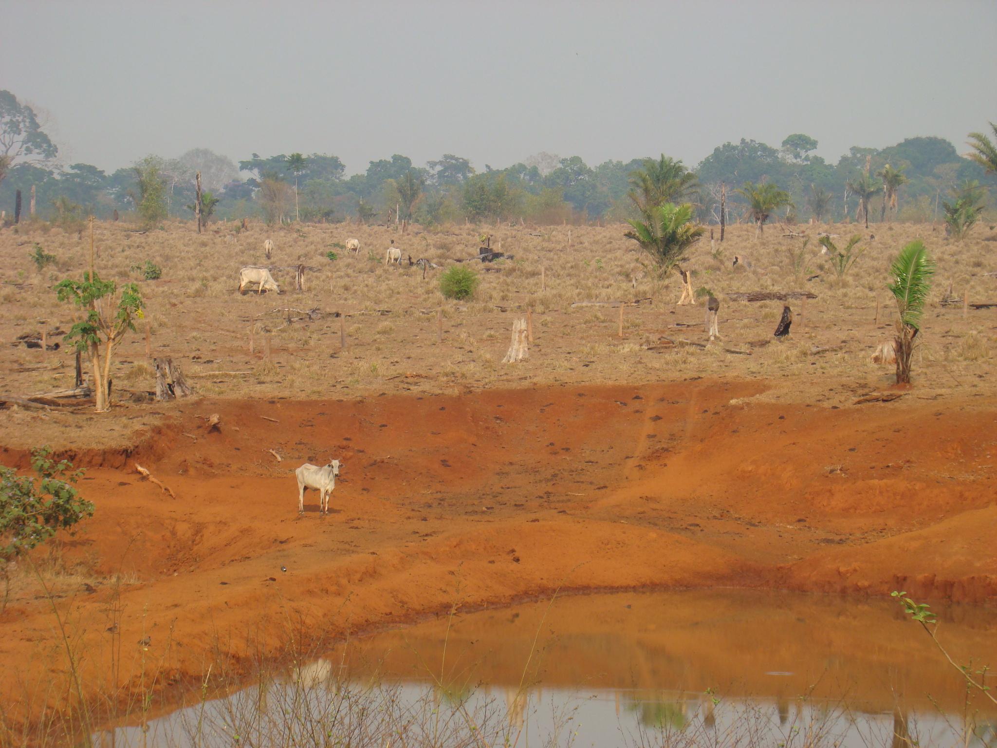 < - taxa reserva de crescimento de glicogênio; - gordura de cobertura - resfriamento + rápido - lenta queda do ph < turnover protéico > ph < marmoreio