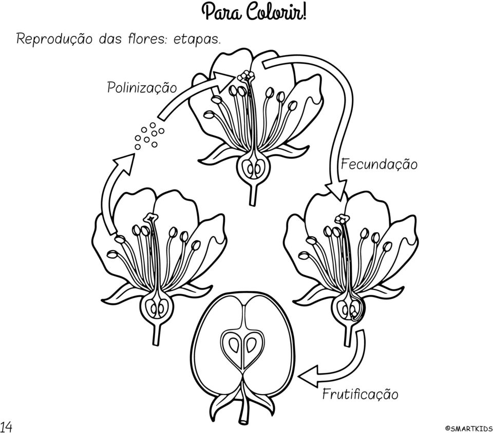 Para Colorir!