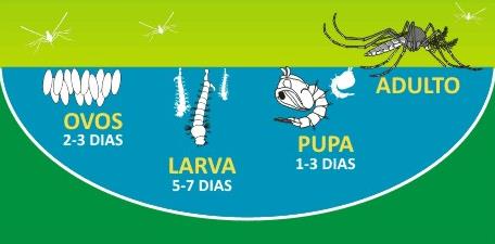 1.Conhecendo o ciclo de vida do mosquito 2 fases (aquática e