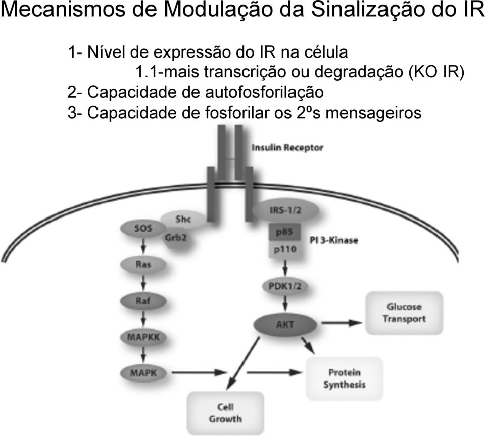 1-mais transcrição ou degradação (KO IR) 2-