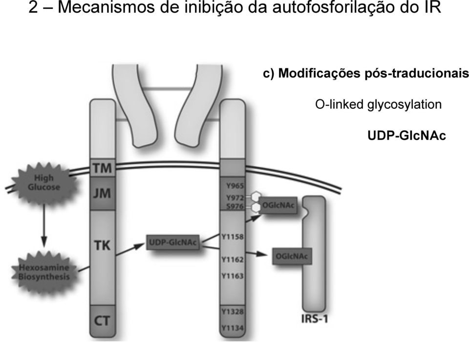 Modificações pós-traducionais