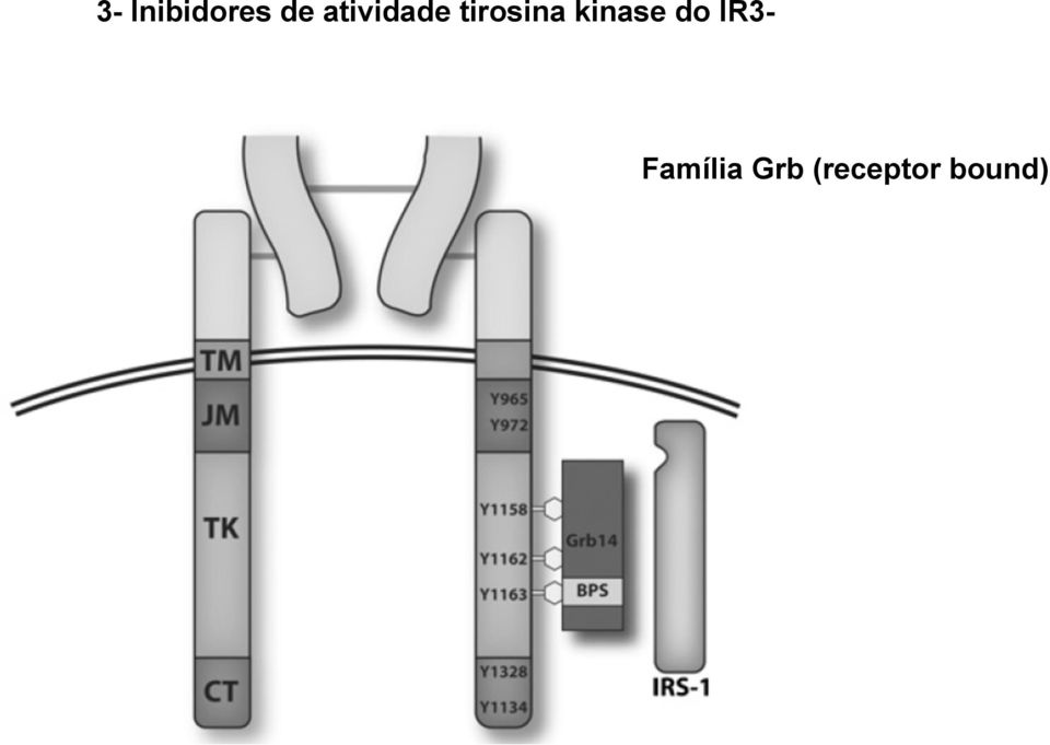 kinase do IR3-