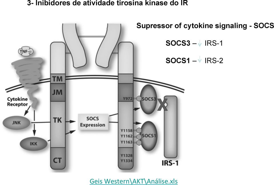 cytokine signaling - SOCS SOCS3