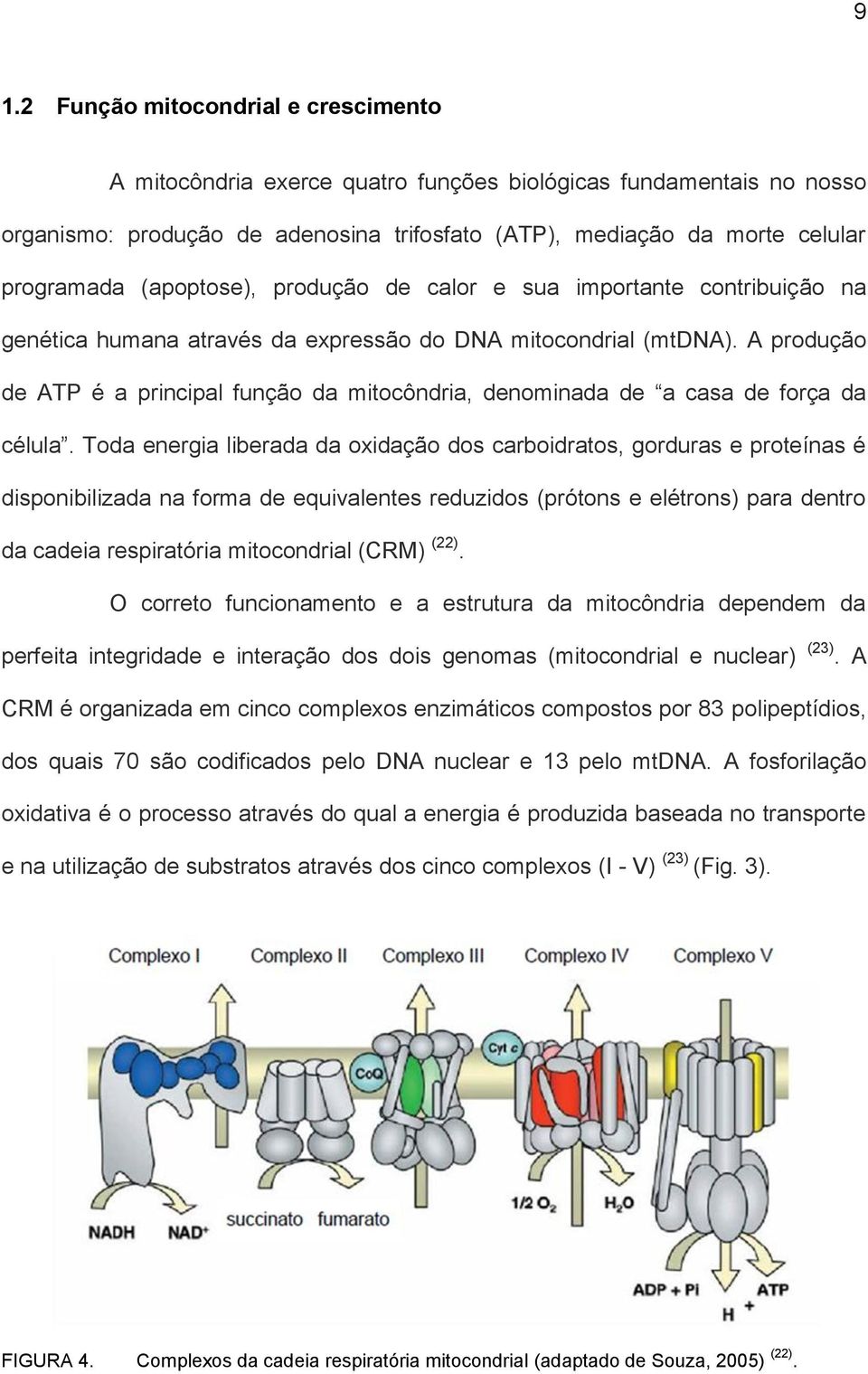 A produção de ATP é a principal função da mitocôndria, denominada de a casa de força da célula.