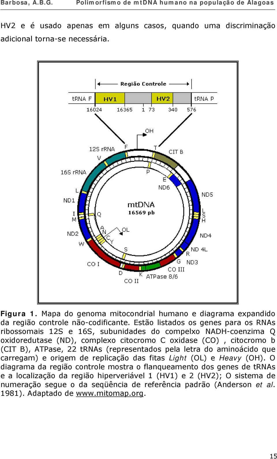 Estão listados os genes para os RNAs ribossomais 12S e 16S, subunidades do compelxo NADH-coenzima Q oxidoredutase (ND), complexo citocromo C oxidase (CO), citocromo b (CIT B), ATPase, 22