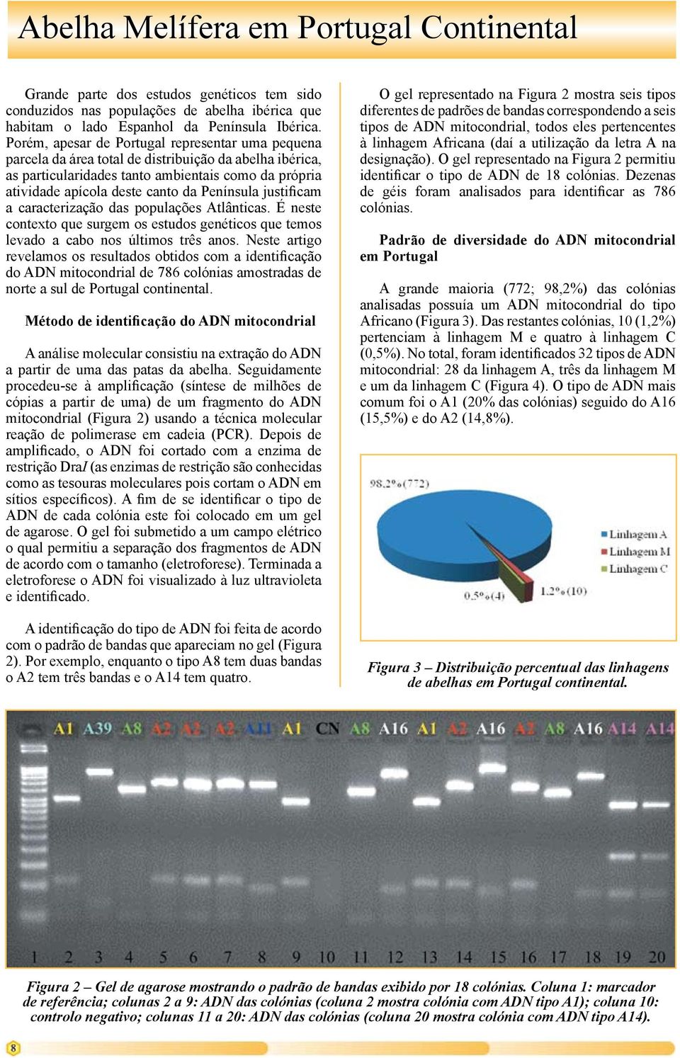 Península justificam a caracterização das populações Atlânticas. É neste contexto que surgem os estudos genéticos que temos levado a cabo nos últimos três anos.