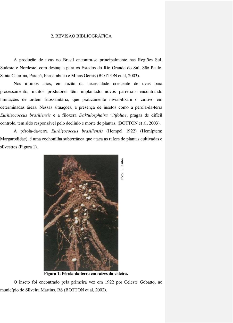 Nos últimos anos, em razão da necessidade crescente de uvas para processamento, muitos produtores têm implantado novos parreirais encontrando limitações de ordem fitossanitária, que praticamente