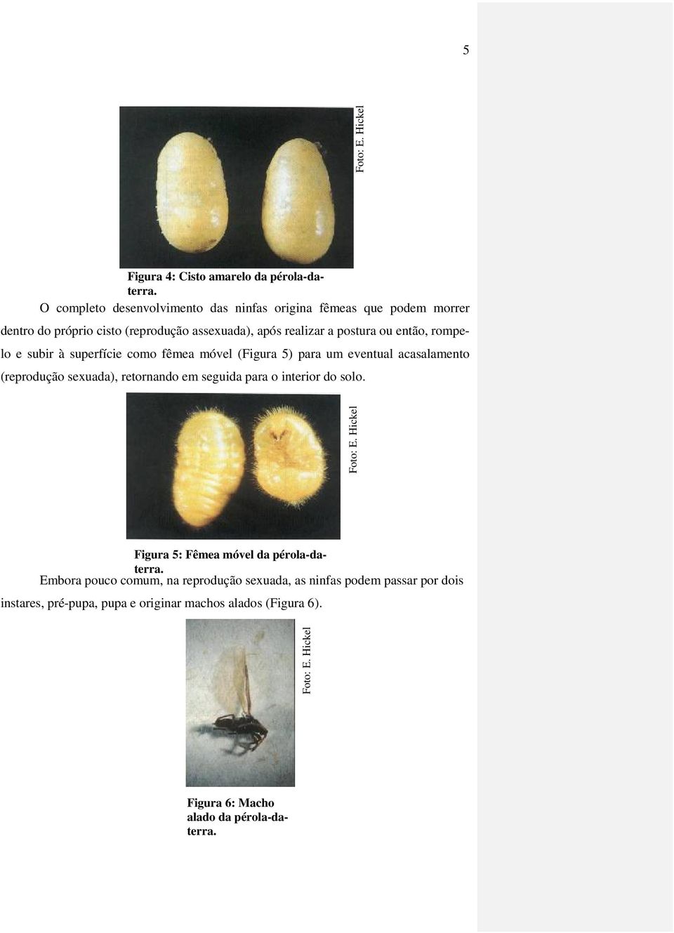 rompelo e subir à superfície como fêmea móvel (Figura 5) para um eventual acasalamento (reprodução sexuada), retornando em seguida para o interior do solo.