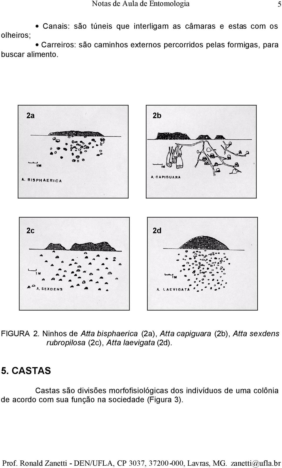 Ninhos de Atta bisphaerica (2a), Atta capiguara (2b), Atta sexdens rubropilosa (2c), Atta laevigata (2d). 5.