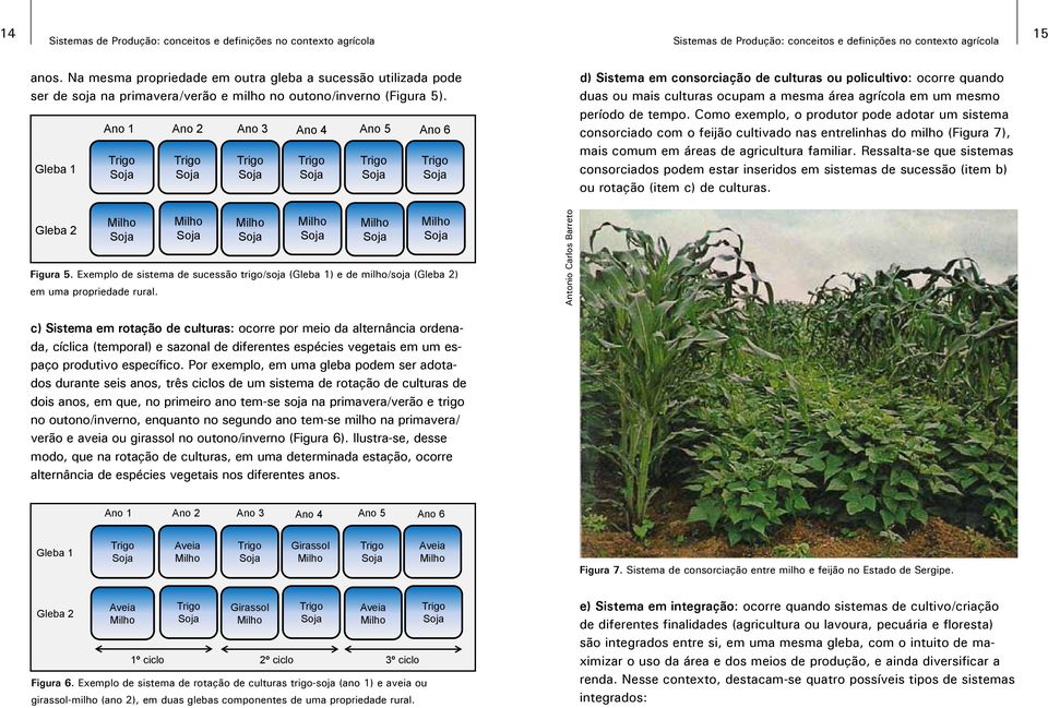 Como exemplo, o produtor pode adotar um sistema consorciado com o feijão cultivado nas entrelinhas do milho (Figura 7), mais comum em áreas de agricultura familiar.