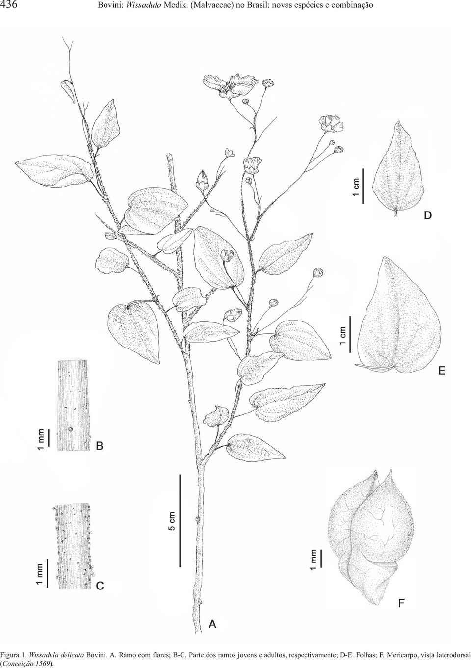 Wissadula delicata Bovini. A. Ramo com flores; B-C.