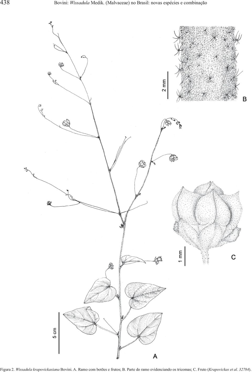 2. Wissadula krapovickasiana Bovini. A.