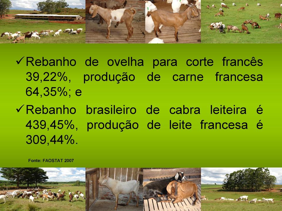 brasileiro de cabra leiteira é 439,45%,