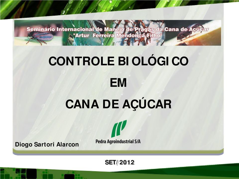 AÇÚCAR CONTROLE BIOLÓGICO EM