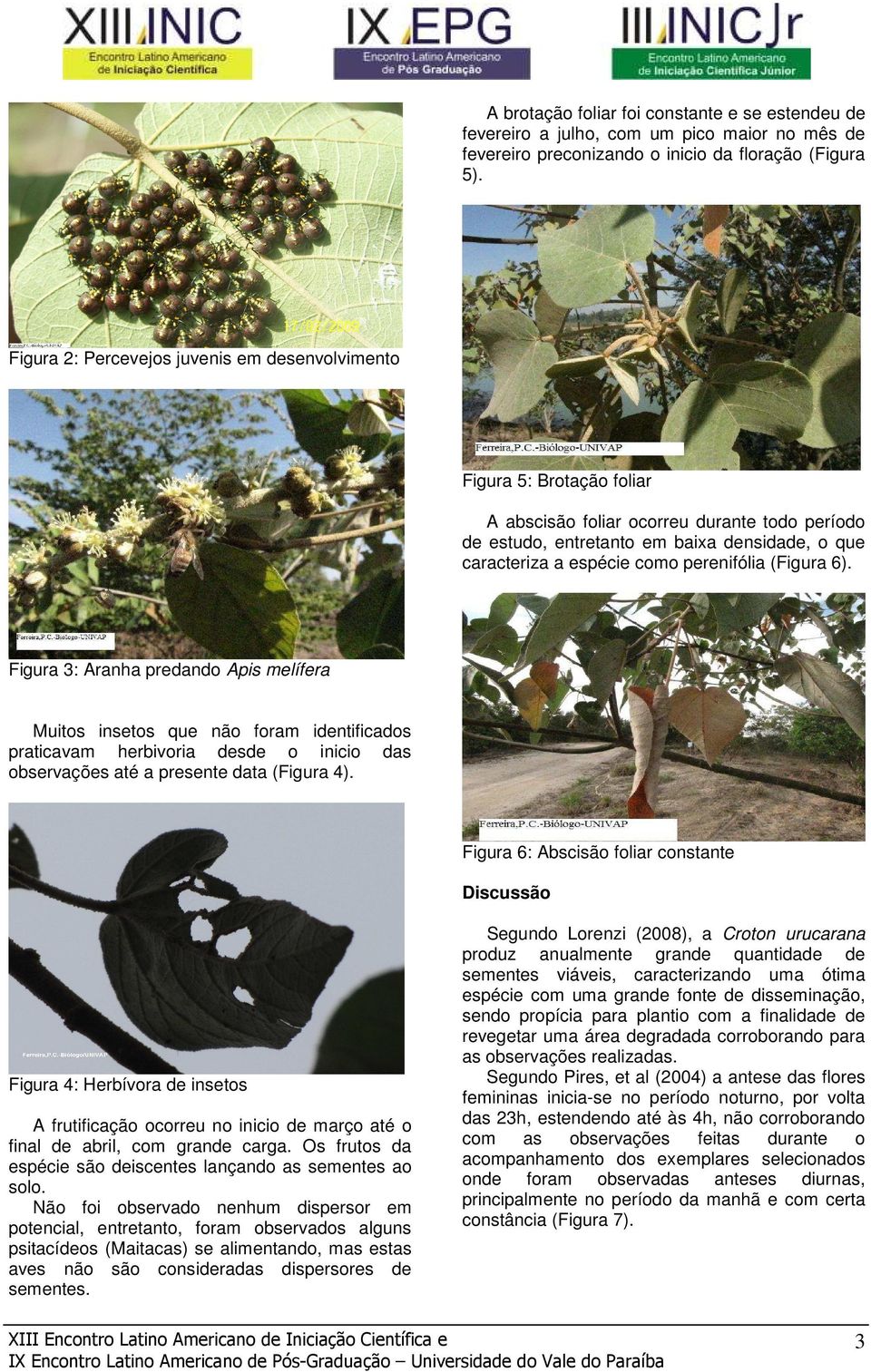 perenifólia (Figura 6). Figura 3: Aranha predando Apis melífera Muitos insetos que não foram identificados praticavam herbivoria desde o inicio das observações até a presente data (Figura 4).