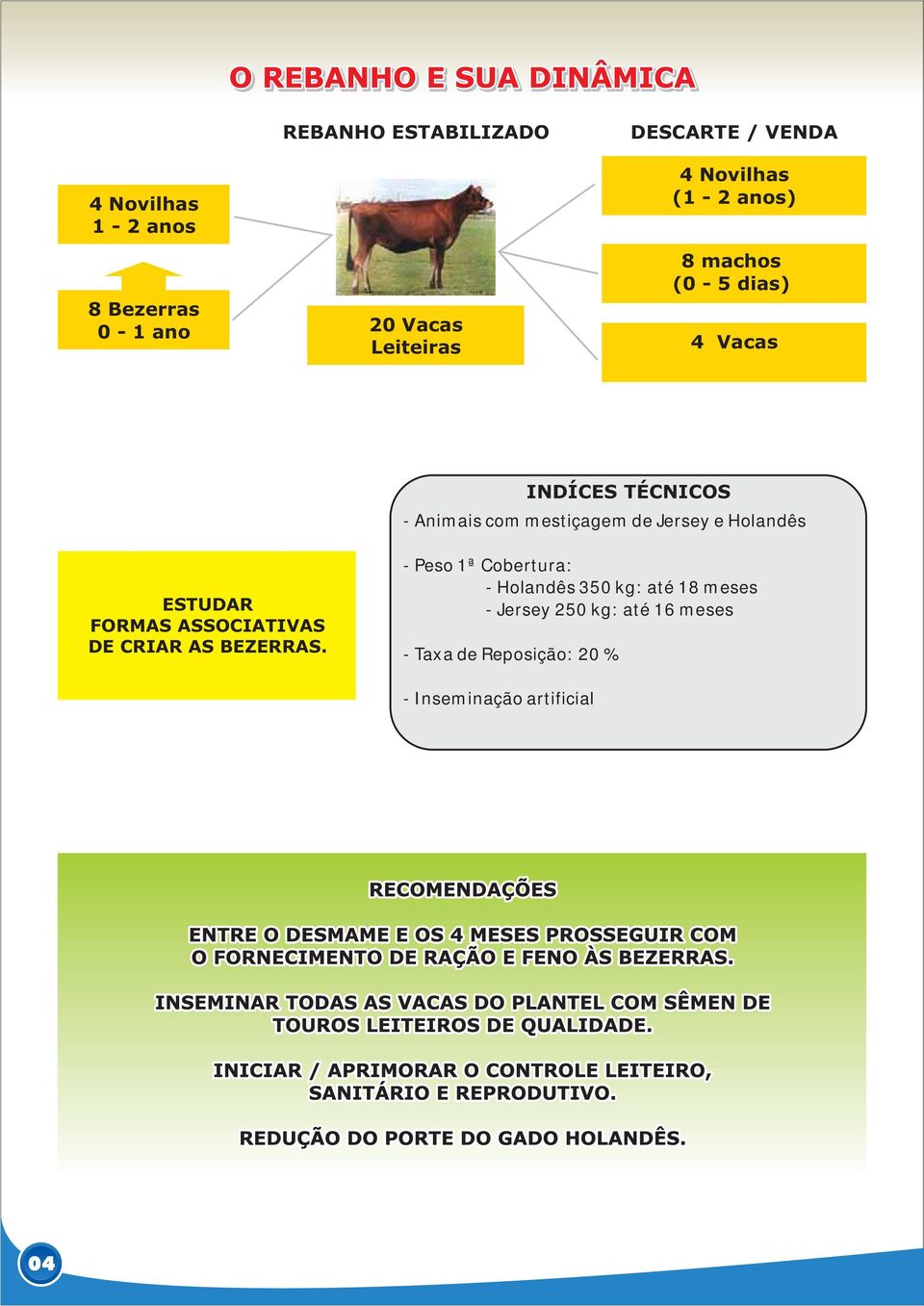 Jersey e Holandês ESTUDAR FORMAS ASSOCIATIVAS DE CRIAR AS BEZERRAS.